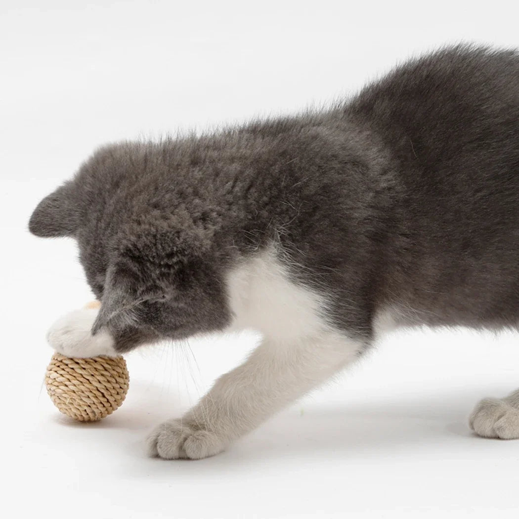 Interactive Cat Ball Toys - Pawradise Pointe