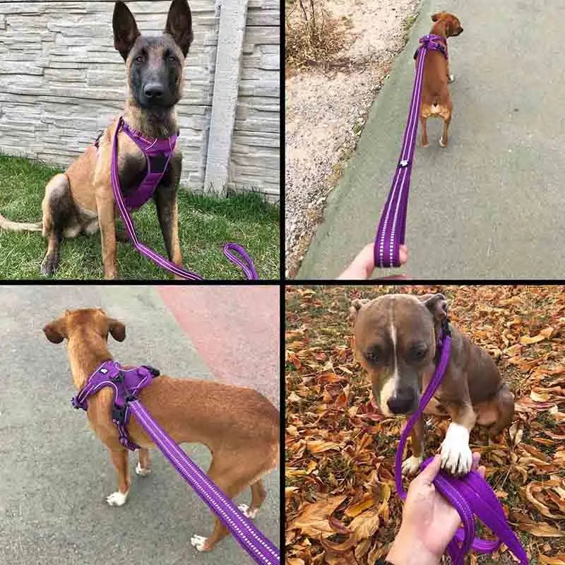 Truelove Reflective Dog Leash - Pawradise Pointe